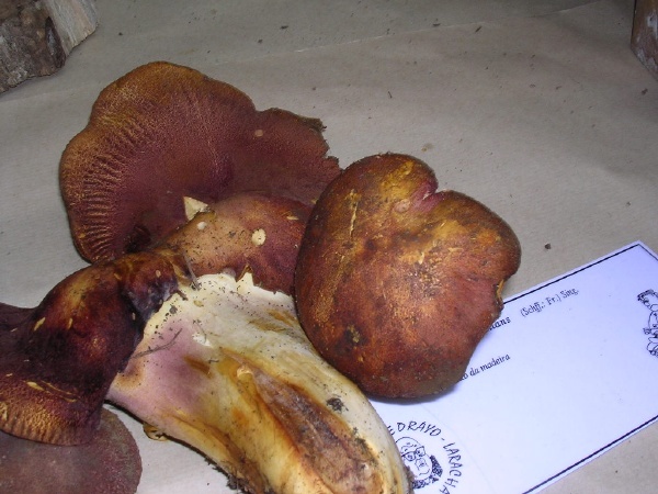 TRICHOLOMOPSIS RUTILANS